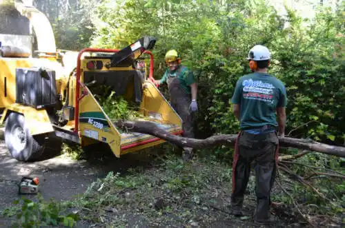 tree services Winnetka